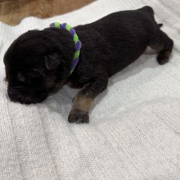 Blue green purple - Black and tan male German Shepherd puppy in Gainesville, Georgia from Vom Haus Schair-Finest Working line German Shepherd Puppies