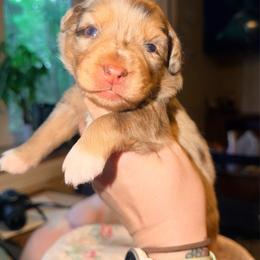 Sequoia - Red merle female Australian Shepherd puppy in Coldwater, Michigan from Northern Star Australian Shepherds