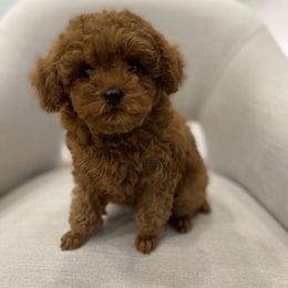 Poodle Puppies from Pups and Paws Toy Poodles