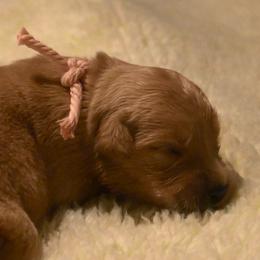 Girl 3 - female Working Dog Cross puppy in Ball Ground, Georgia from Coswald's