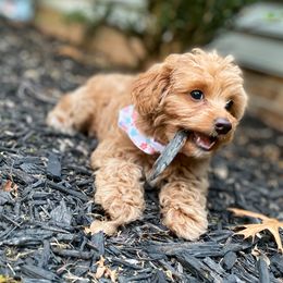 Poodle Puppies from Kindred Companions Toy Doodles