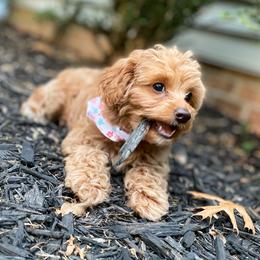 Poodle Puppies from Kindred Companions Toy Doodles