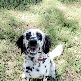 Mira - Dalmatian