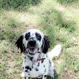 Mira - Dalmatian