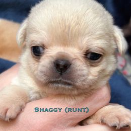 Boy 1 'Shaggy' runt - Cream male Pug puppy in Morgantown, West Virginia from Groovy Pugs