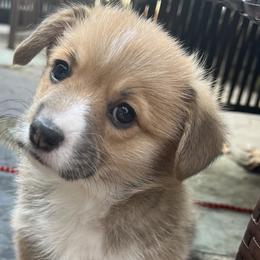 Girl 1 - Red Pembroke Welsh Corgi puppy in Sparta, New Jersey from CrestCottage Corgis