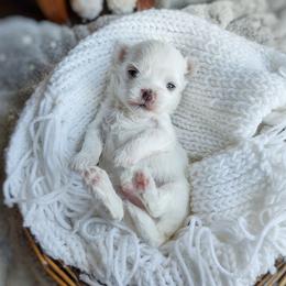 Korean Havamalt Ekko - White male Maltese puppy in Barren Springs, Virginia from Seeking Shalom Acres Maltese, Maltipoos & Havamalts