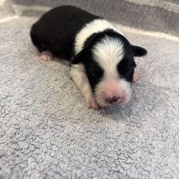 Boy 4 - Black and white male Border Collie puppy in Temecula, California from Joni Gibson's Border Collies