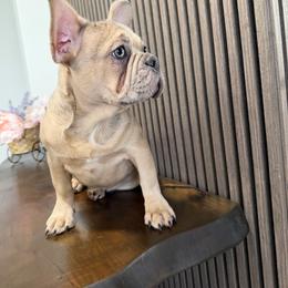 Blondie - Cream female French Bulldog puppy in Livermore, California from Spoiled Frenchies