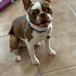 Dino - Boston Terrier
