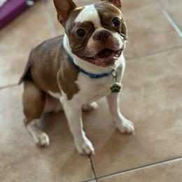 Dino - Boston Terrier