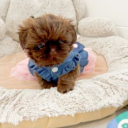 Shih Tzu Puppies from Arizona Sunrise Shih Tzus