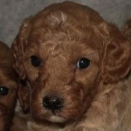 Male 3 - male Cavapoochon puppy in Fredericksburg, Ohio from Timshell Farm Specialty Crossbreed Puppies