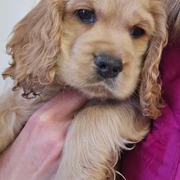 Dutch - Buff male Cocker Spaniel puppy in Platteville, Wisconsin from Elk Grove Cocker Spainels