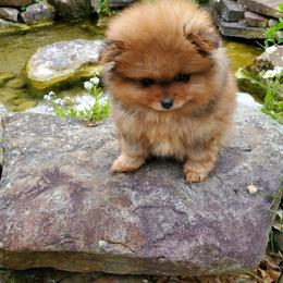 Pomeranian Puppies from Donna Gaspich