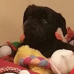 Brussels Griffons from Purple Moon Pups