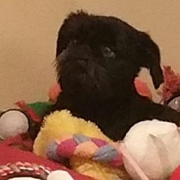 Brussels Griffons from Purple Moon Pups