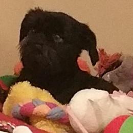 Brussels Griffons from Purple Moon Pups