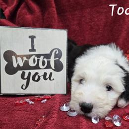 Todd - Gray and white male Old English Sheepdog puppy in Sutherlin, Oregon from Sapphire Eyes Sheepdogs