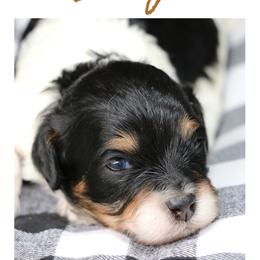Cavalier King Charles Spaniel and Cavapoo Puppies from Simply Sweet Paws