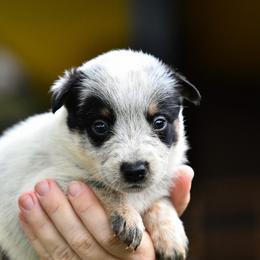 -Girl 5 - Blue mottled female Australian Cattle Dog puppy in Kaufman, Texas from Emberwick Ranch