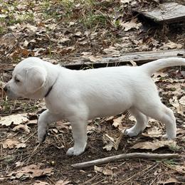 Winter - Yellow female Labrador Retriever puppy in Cave Junction, Oregon from Serenity Labradors