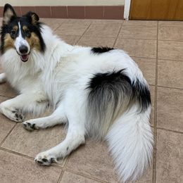 Collie All Grown Up from Caleb’s Collies