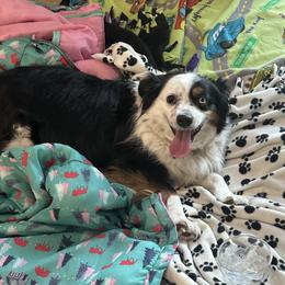 Flip - Miniature Australian Shepherd