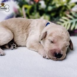 Goldendoodle and Shihpoo Puppies from Stormie's Doodles