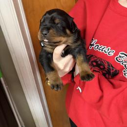 Blue girl - Black and mahogany female Rottweiler puppy in Lima, Ohio from Vom Hause Bishop