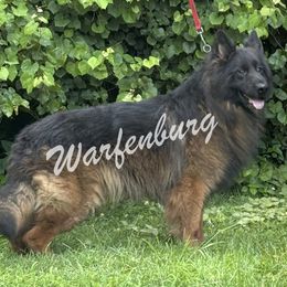 UMBRA VOM EXTREME HAUS - Black and red male German Shepherd puppy in Linden, Tennessee from Warfenburg