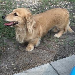 Toby - Cream male Dachshund puppy in Lumber City, Georgia from Willow Run LLC