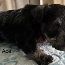 Ace - Black and silver male Miniature Schnauzer puppy in Newburgh, Indiana from Lakehouse Miniature Schnauzers of Southern Indiana