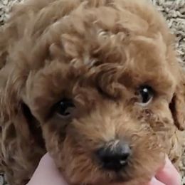 Miniature Schnauzers and Poodles from J's Puppies