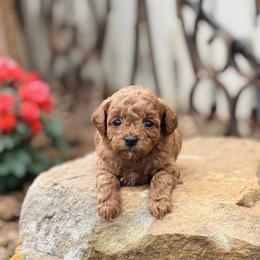 Lady - Red  female Goldendoodle puppy in Wharton, Texas from Little Fur Friends