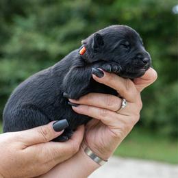 Orange - Black female German Shepherd puppy in Hammond, Louisiana from Von LaMarca German Shepherds