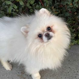 Boy 1 - White male Pomeranian puppy in Temecula, California from Biewer Puppies USA