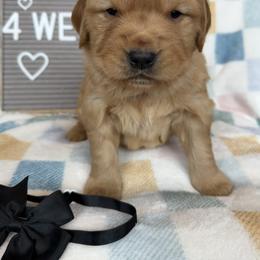 Golden Retriever Puppies from Hailey’s goldens