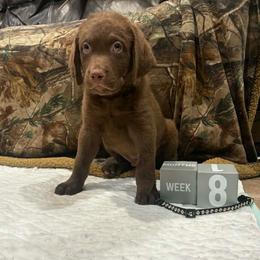 Black Dot - Brown male Chesapeake Bay Retriever puppy in Wisconsin Dells, Wisconsin from Kilbourn Chesapeakes