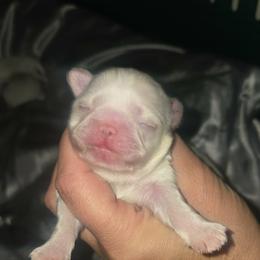 Clover - White female Pekingese puppy in Brown City, Michigan from Sweet Pekes