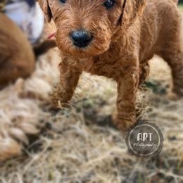 Goldendoodle Puppies from BasilBella’s Doodles