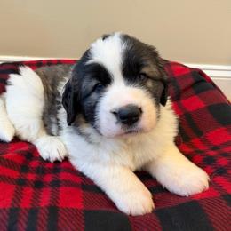 Acorn - White and brown male Pyrenean Mastiff puppy in Hillsboro, Virginia from Bella Dulce