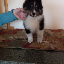 Shetland Sheepdog Puppies from KaMera Shelties