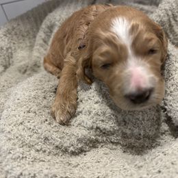 Girl 1 - Parti female Goldendoodle puppy in Antigo, Wisconsin from Cedar River Kennel