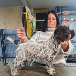 1 - Chestnut and gray male Wirehaired Pointing Griffon puppy in Clear Spring, Maryland from Moonshine's Wirehaired Pointing Griffons