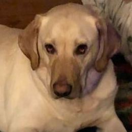 Labrador Retrievers and Weimaraners from Kathy Welle