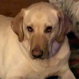 Labrador Retrievers and Weimaraners from Kathy Welle