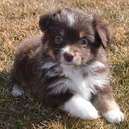 Miniature Australian Shepherd Puppies from Battleborn Aussies and Bengals