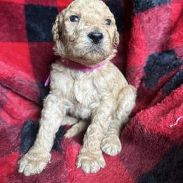 Hot Pink - Goldendoodle puppy from Mount Doodles