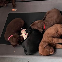 Labrador Retrievers from Cedar Hollow Labradors